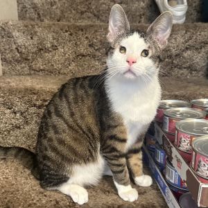 COURTESY REHOMING POST Sierra is not a CACC cat We have not met her nor evaluated her and cant a