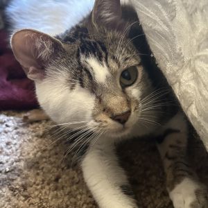 COURTESY REHOMING POST Odin is not a CACC cat We have not met him nor evaluated him and cant att
