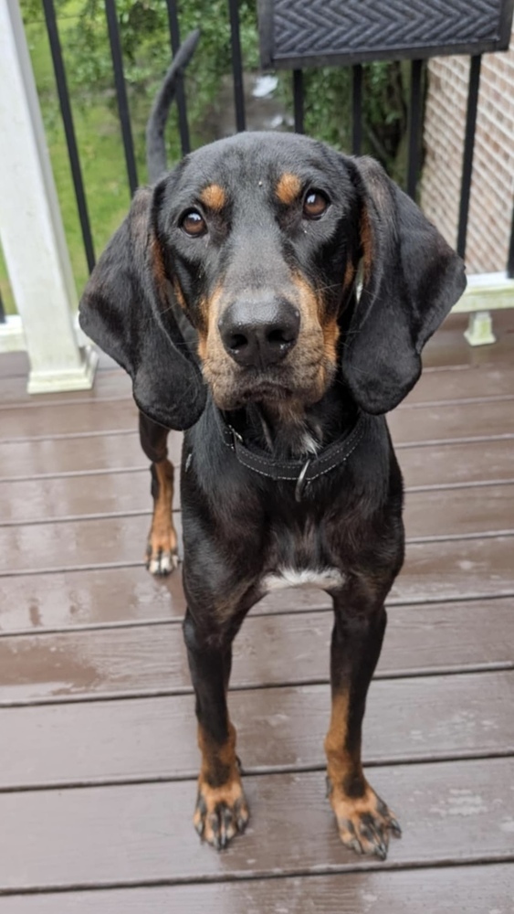 Luther