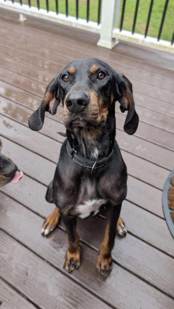Luther