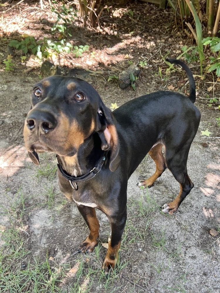 Luther