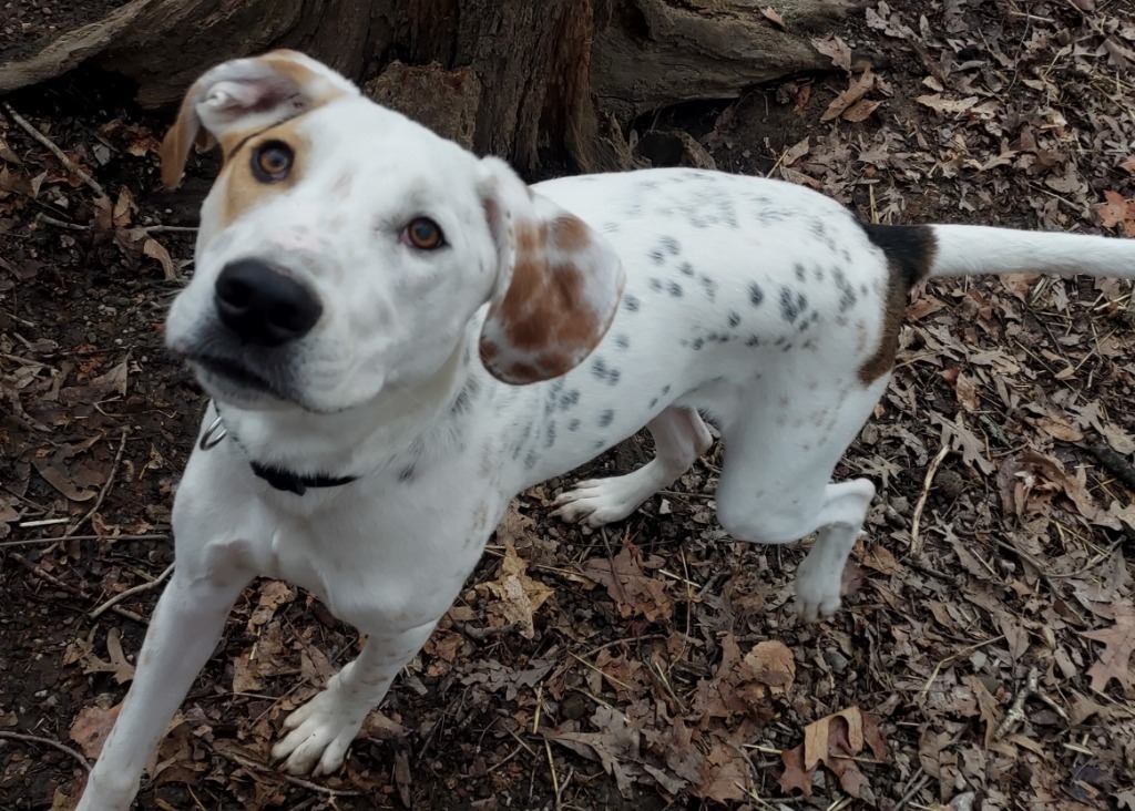 Spot