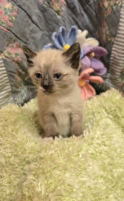 Sebastian, an adoptable Himalayan, Manx in Morton Grove, IL, 60053 | Photo Image 1