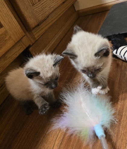 Sebastian, an adoptable Himalayan, Manx in Morton Grove, IL, 60053 | Photo Image 2