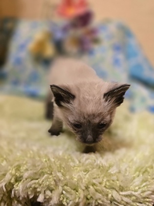 Sasha, an adoptable Himalayan, Manx in Morton Grove, IL, 60053 | Photo Image 1