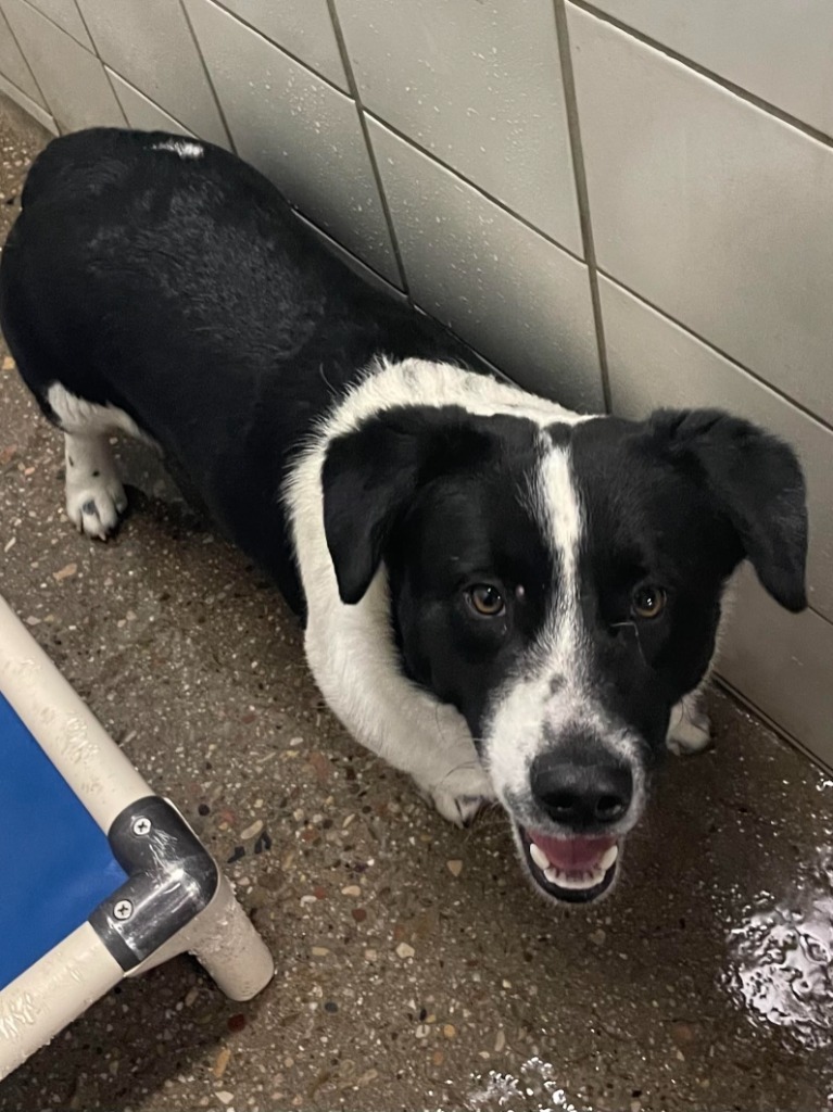 Colt, an adoptable Corgi, Australian Cattle Dog / Blue Heeler in Rock Springs, WY, 82901 | Photo Image 1