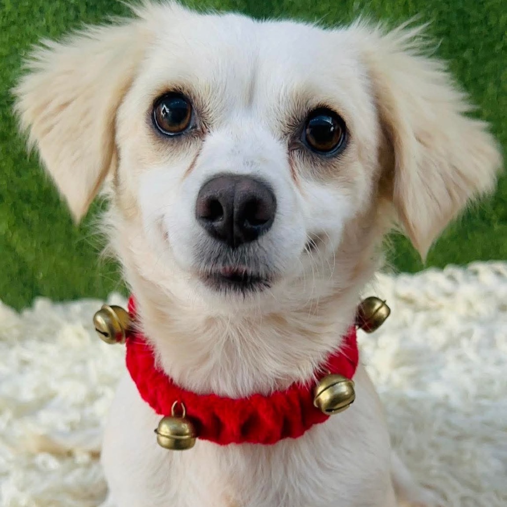 Trixie, an adoptable Cocker Spaniel, Papillon in San Diego, CA, 92130 | Photo Image 1