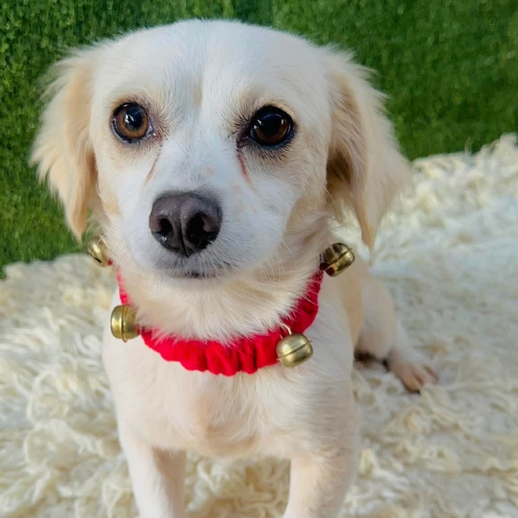 Trixie, an adoptable Cocker Spaniel, Papillon in San Diego, CA, 92130 | Photo Image 2