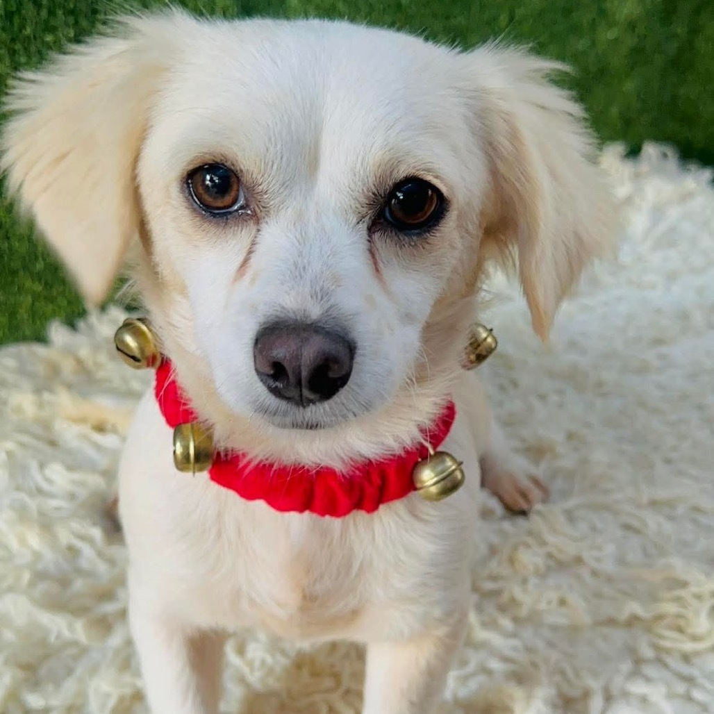 Trixie, an adoptable Cocker Spaniel, Papillon in San Diego, CA, 92130 | Photo Image 3