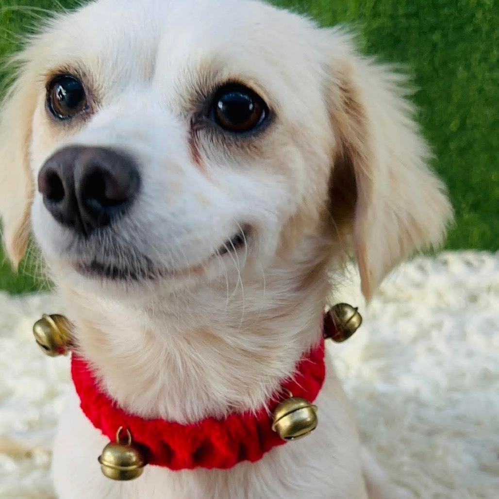 Trixie, an adoptable Cocker Spaniel, Papillon in San Diego, CA, 92130 | Photo Image 4