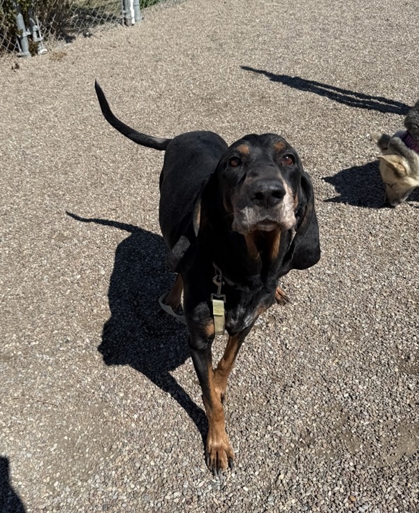 Grizz, an adoptable Mixed Breed in Great Falls, MT, 59405 | Photo Image 1