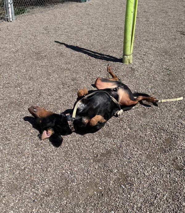 Grizz, an adoptable Mixed Breed in Great Falls, MT, 59405 | Photo Image 2