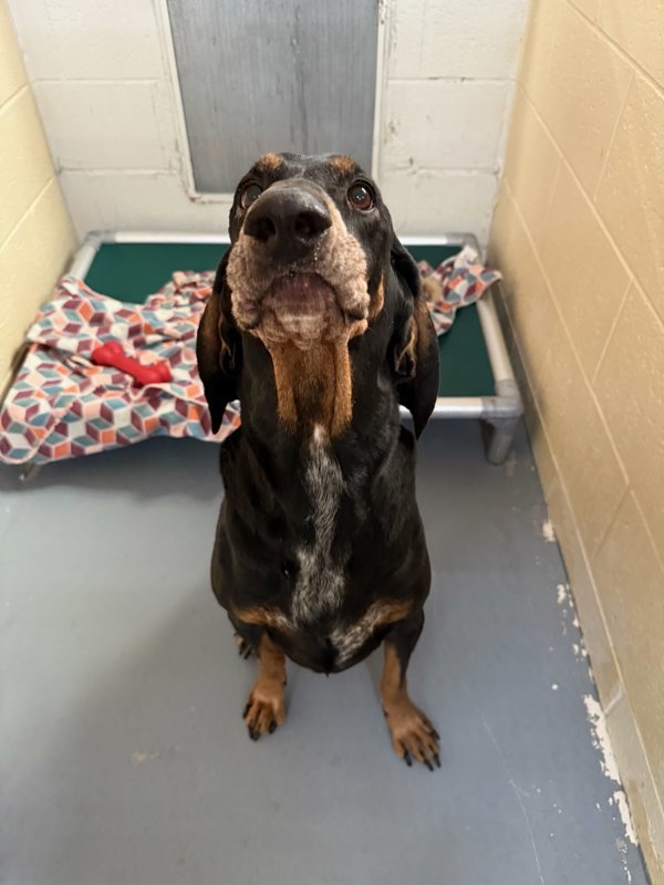 Grizz, an adoptable Mixed Breed in Great Falls, MT, 59405 | Photo Image 3
