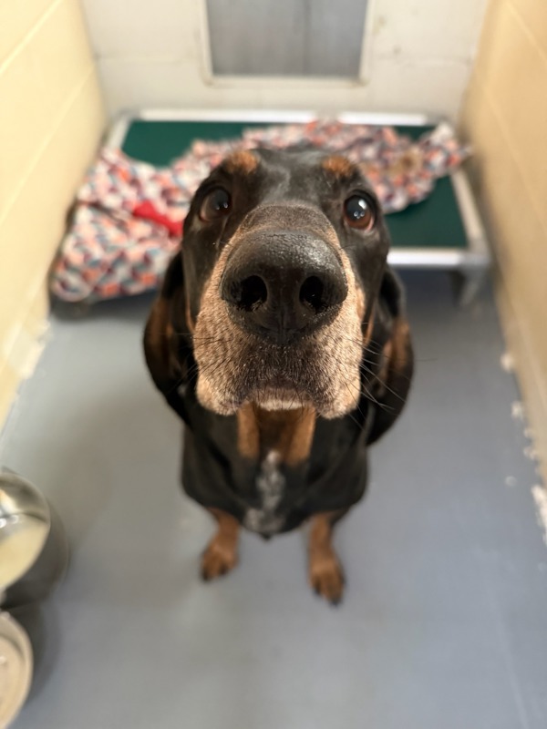 Grizz, an adoptable Mixed Breed in Great Falls, MT, 59405 | Photo Image 4