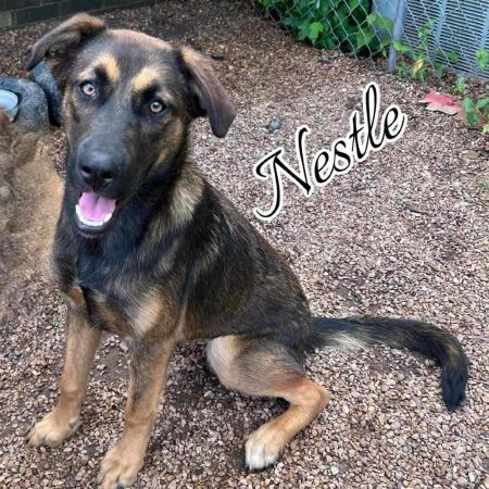 Nestle photo