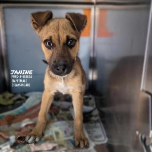 Lexi(Janine)