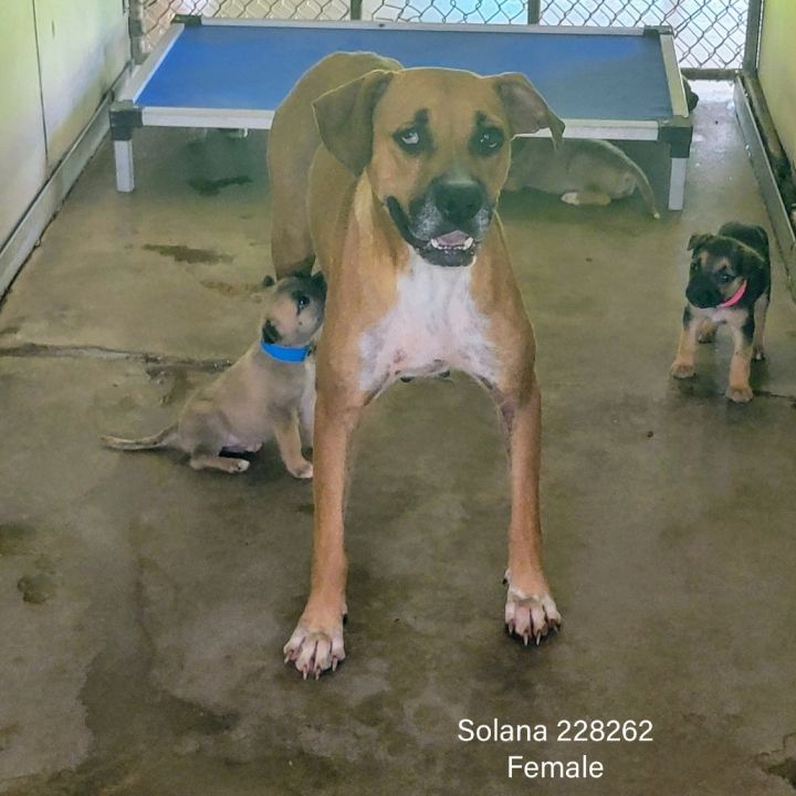 Solana 3