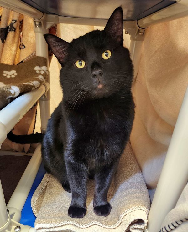 Bogart, an adoptable Domestic Short Hair in Duluth, MN, 55802 | Photo Image 1