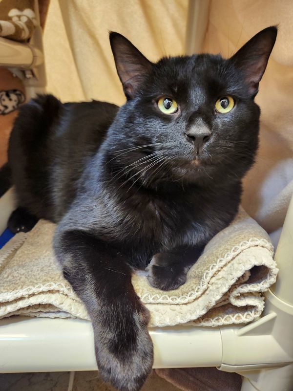 Bogart, an adoptable Domestic Short Hair in Duluth, MN, 55802 | Photo Image 2