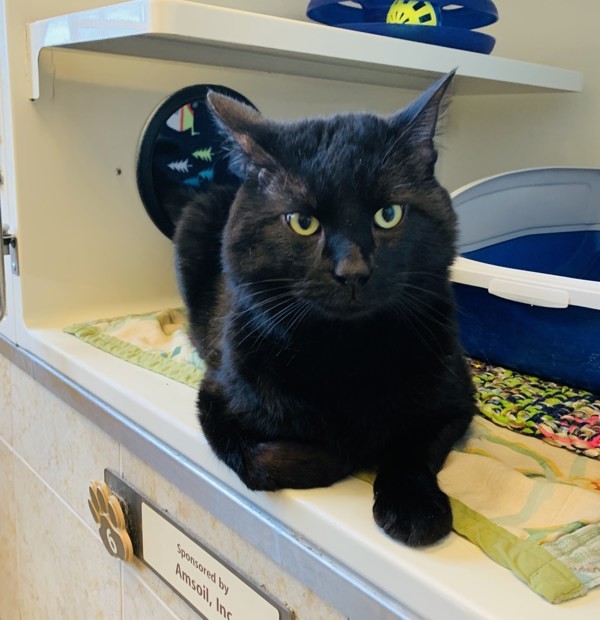 Bogart, an adoptable Domestic Short Hair in Duluth, MN, 55802 | Photo Image 3
