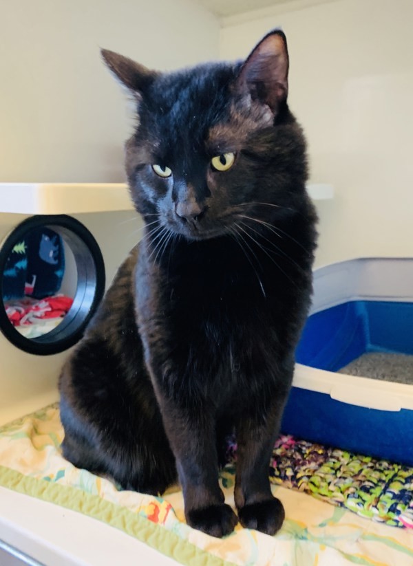 Bogart, an adoptable Domestic Short Hair in Duluth, MN, 55802 | Photo Image 4