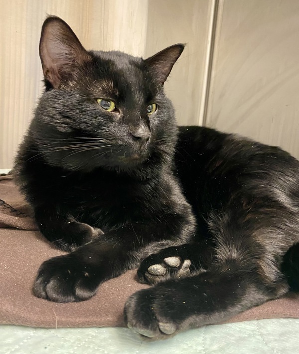 Bogart, an adoptable Domestic Short Hair in Duluth, MN, 55802 | Photo Image 5