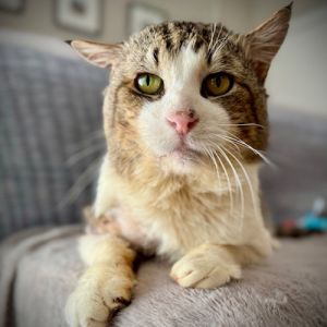 Meet Henry Henry is an 8 year old retired tomcat whos survived a rough life on the streets When h
