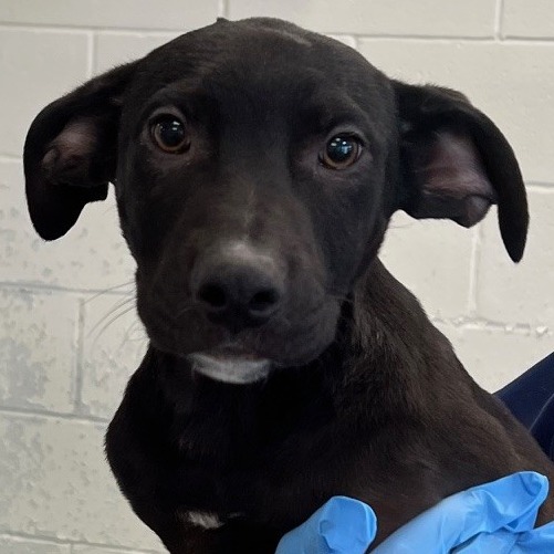 Squirtle, an adoptable Mixed Breed in Las Cruces, NM, 88012 | Photo Image 1