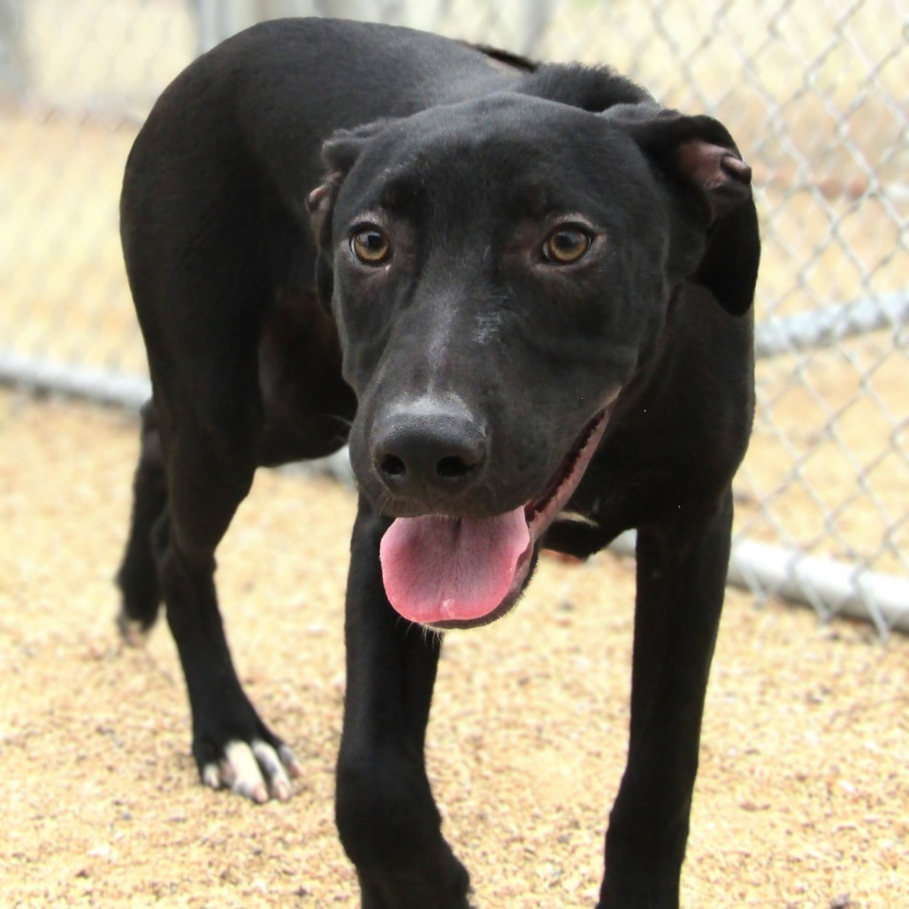 Squirtle, an adoptable Mixed Breed in Las Cruces, NM, 88012 | Photo Image 1