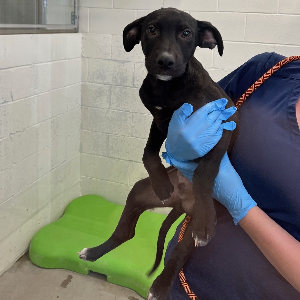 Squirtle, an adoptable Mixed Breed in Las Cruces, NM, 88012 | Photo Image 2