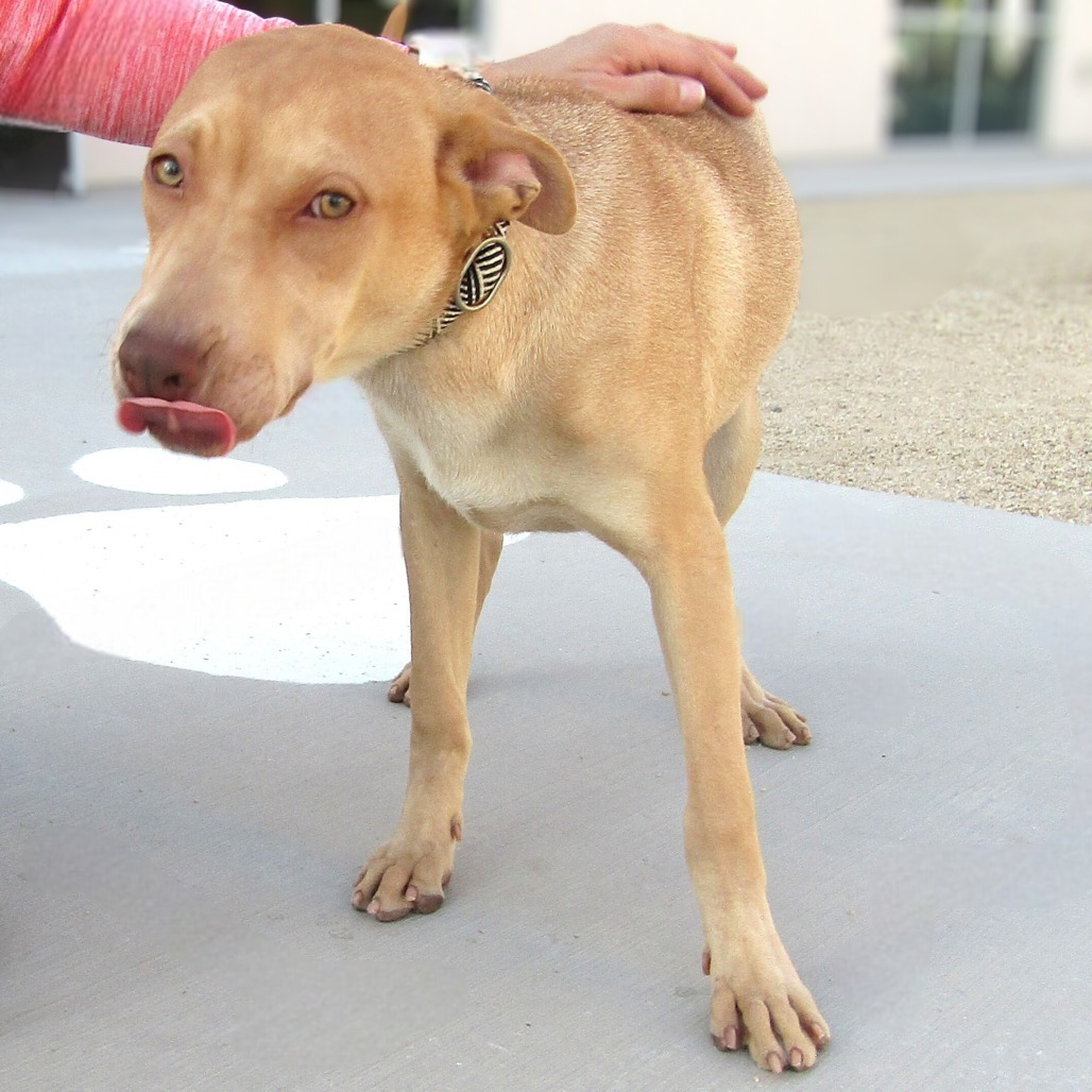 Rosette, an adoptable Mixed Breed in Las Cruces, NM, 88012 | Photo Image 1