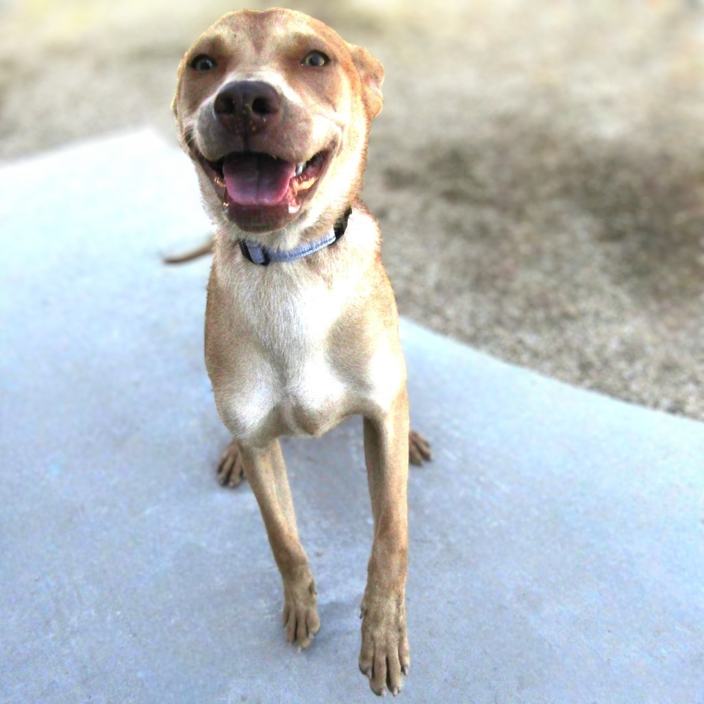 Rosette, an adoptable Mixed Breed in Las Cruces, NM, 88012 | Photo Image 1
