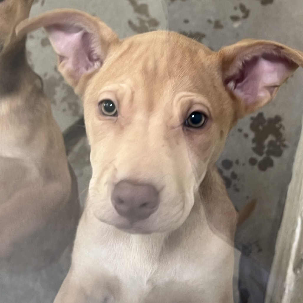 Rosette, an adoptable Mixed Breed in Las Cruces, NM, 88012 | Photo Image 2
