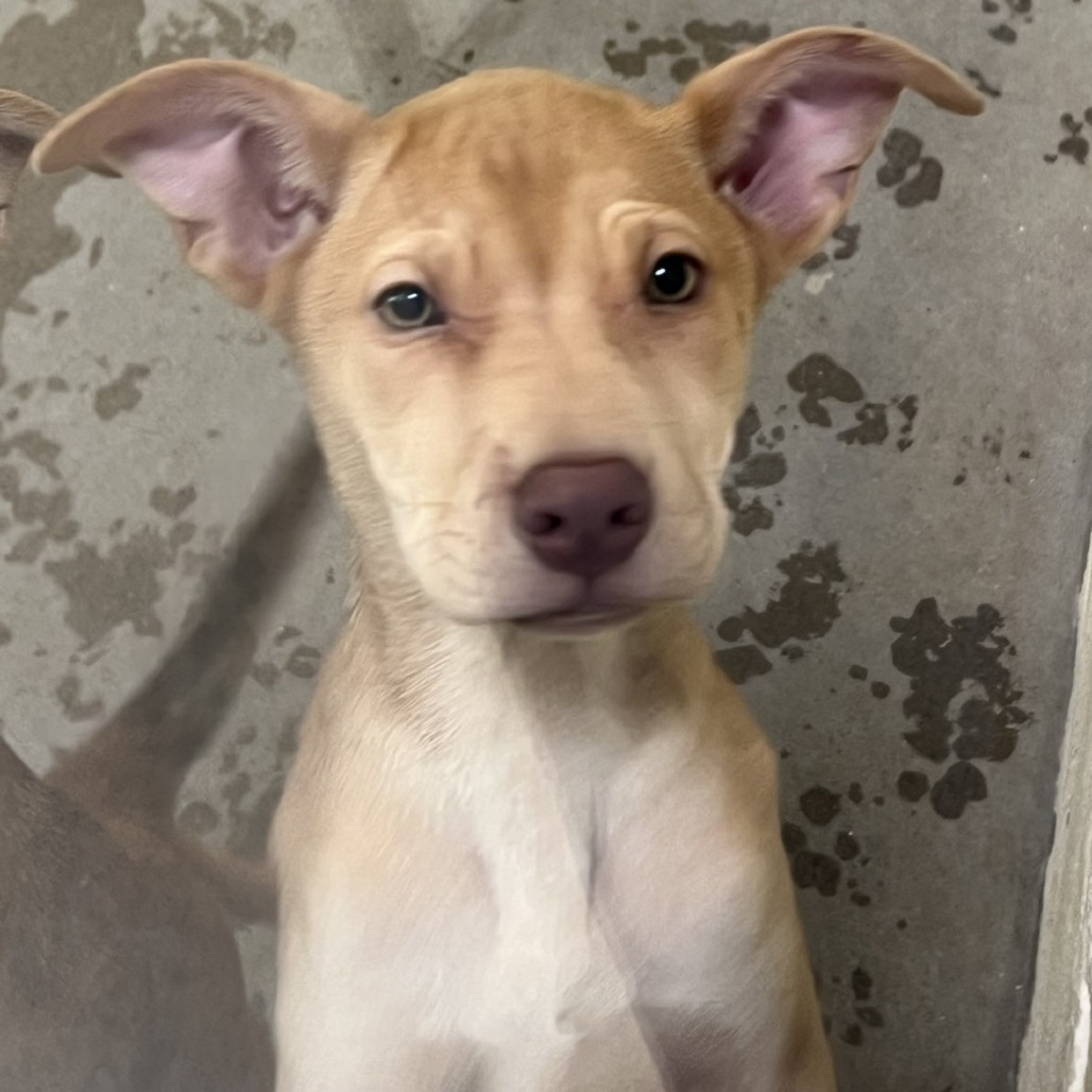 Rosette, an adoptable Mixed Breed in Las Cruces, NM, 88012 | Photo Image 3