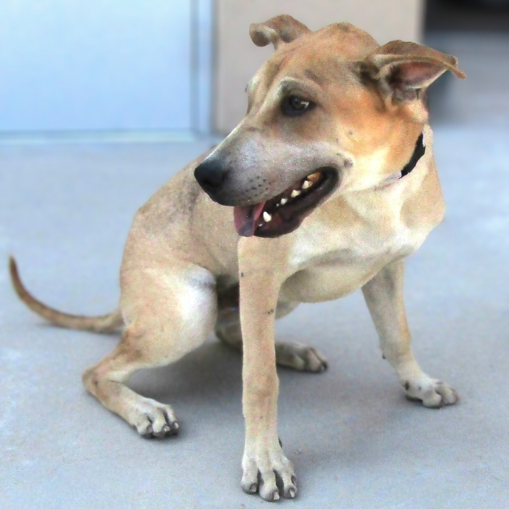Hathi, an adoptable Mixed Breed in Las Cruces, NM, 88012 | Photo Image 1