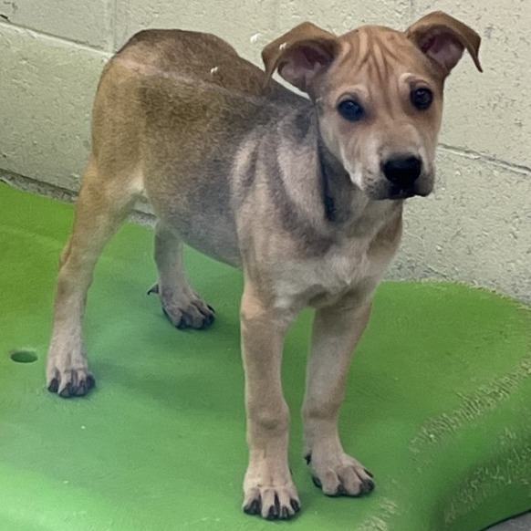 Hathi, an adoptable Mixed Breed in Las Cruces, NM, 88012 | Photo Image 2