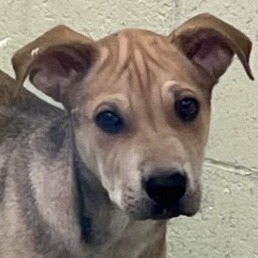 Hathi, an adoptable Mixed Breed in Las Cruces, NM, 88012 | Photo Image 3