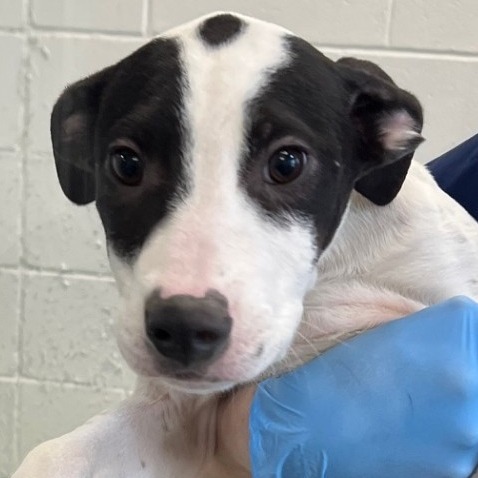 Pikachu, an adoptable Mixed Breed in Las Cruces, NM, 88012 | Photo Image 1