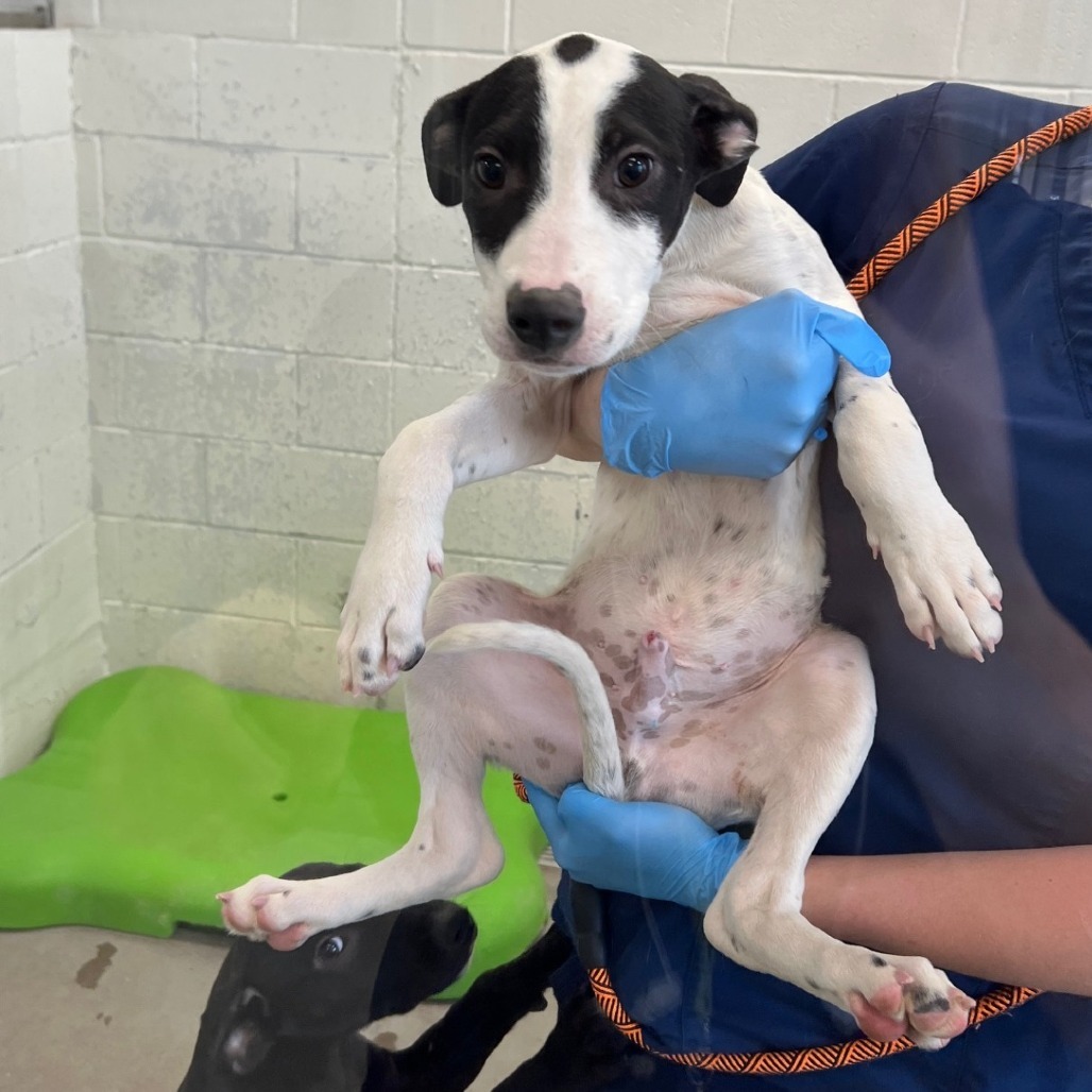 Pikachu, an adoptable Mixed Breed in Las Cruces, NM, 88012 | Photo Image 2