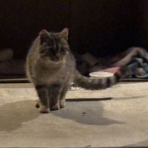Cupid, Young Male Domestic Short Hair