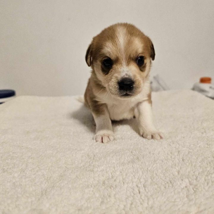 Simba 1