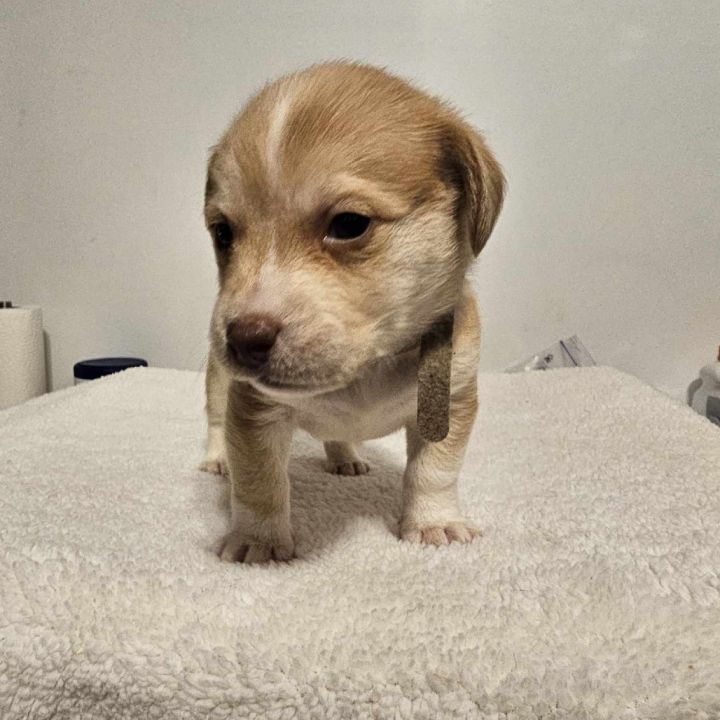Simba 5