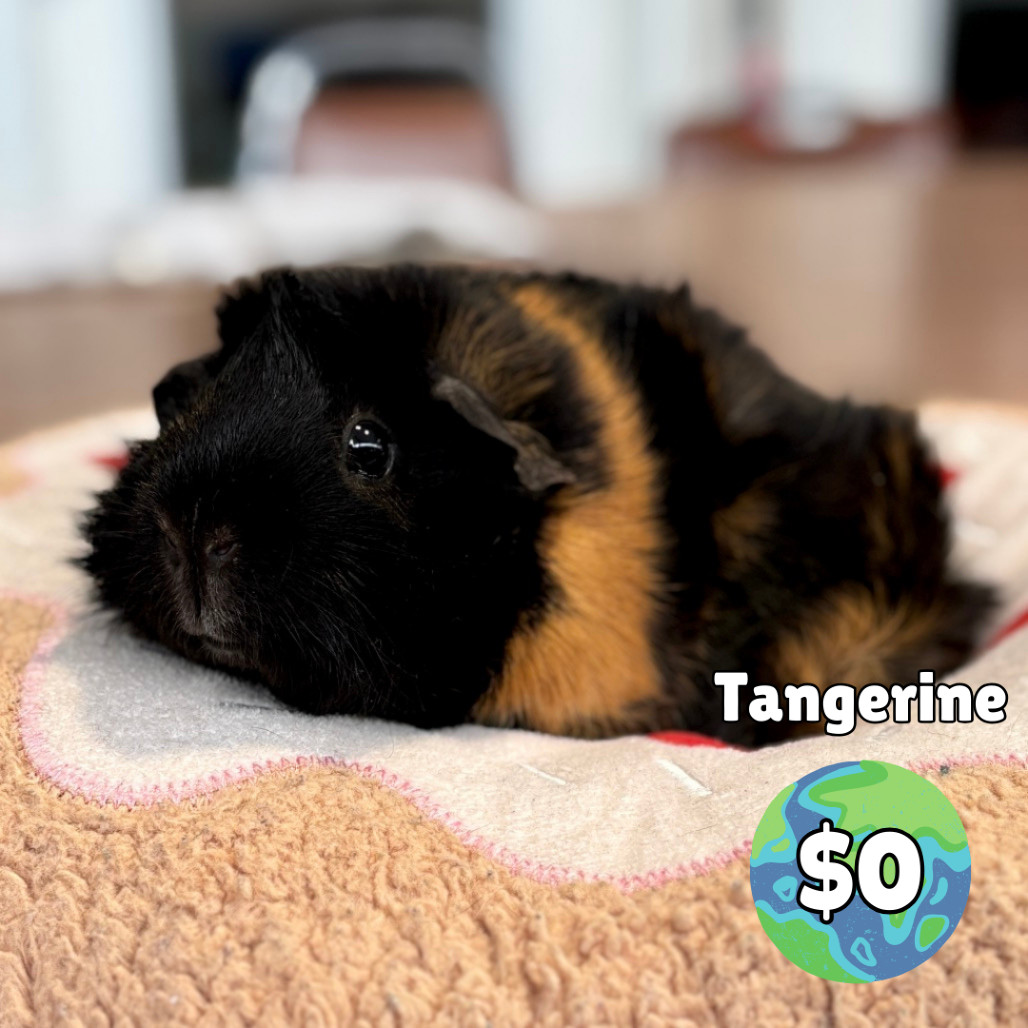 Tangerine