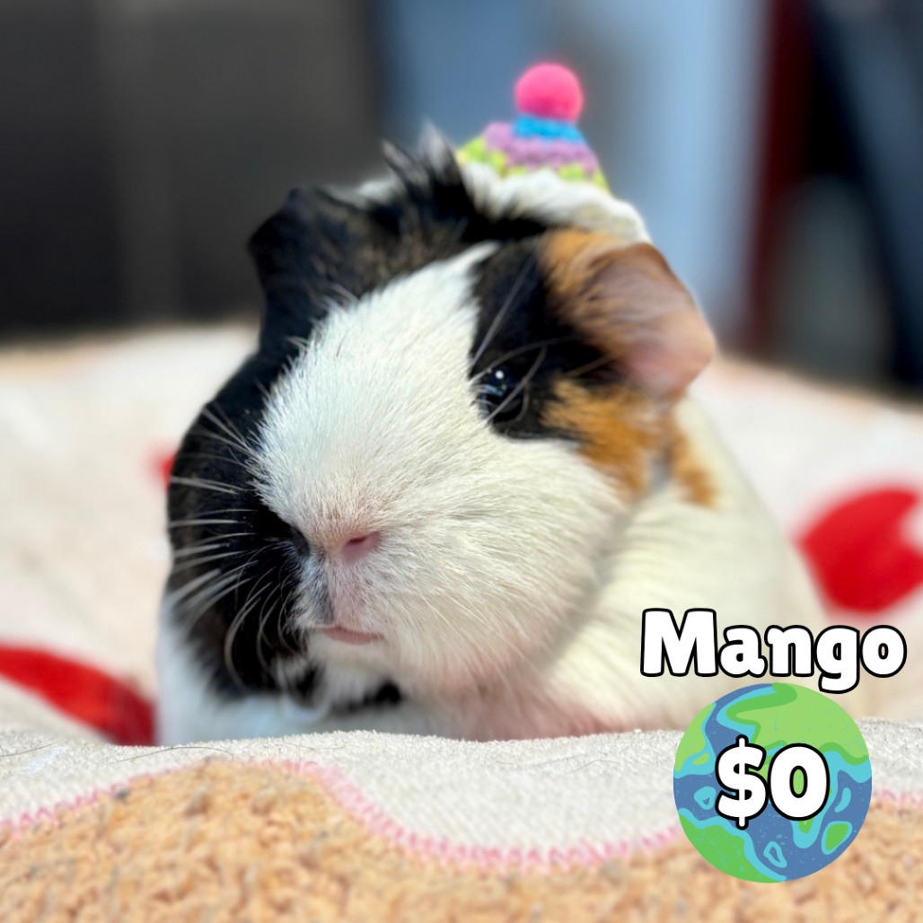 Mango