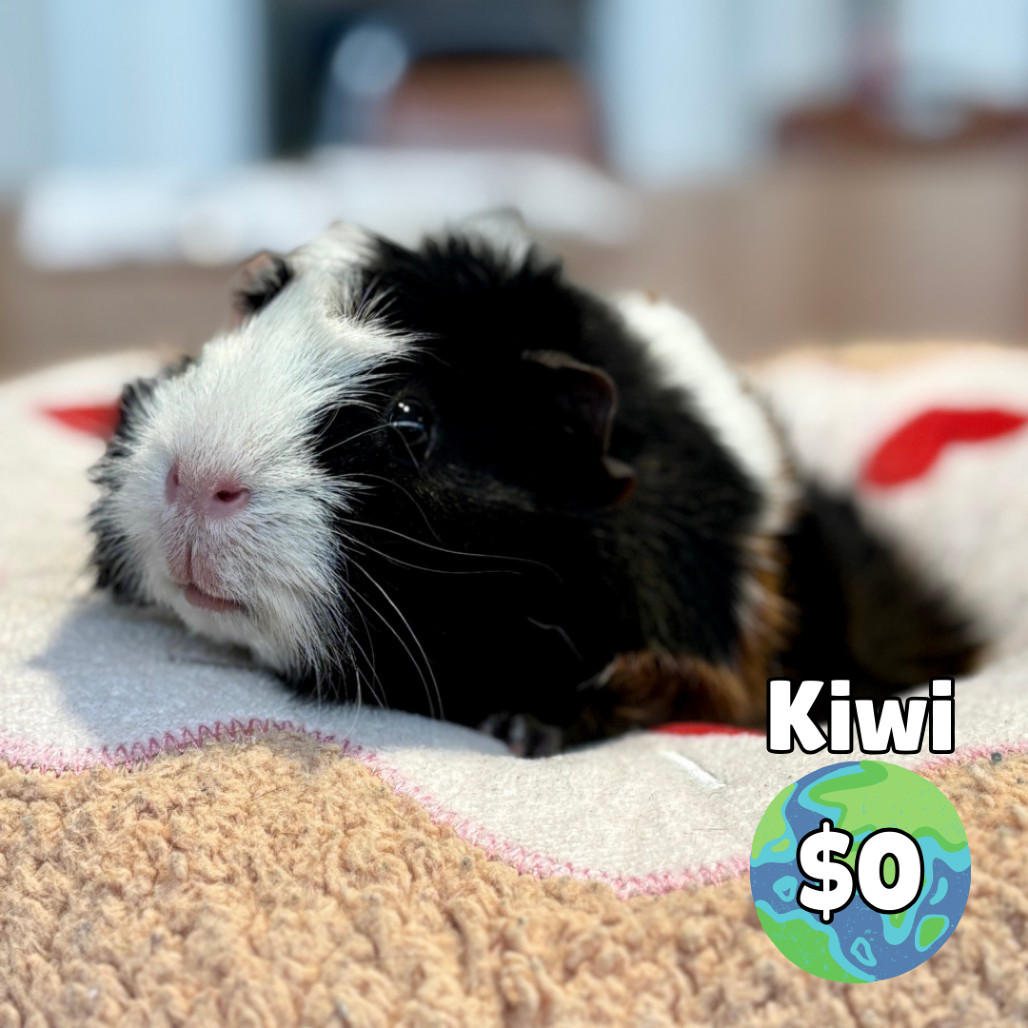 Kiwi