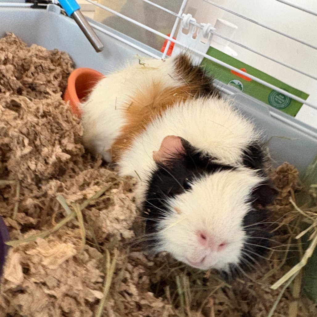 Kiwi