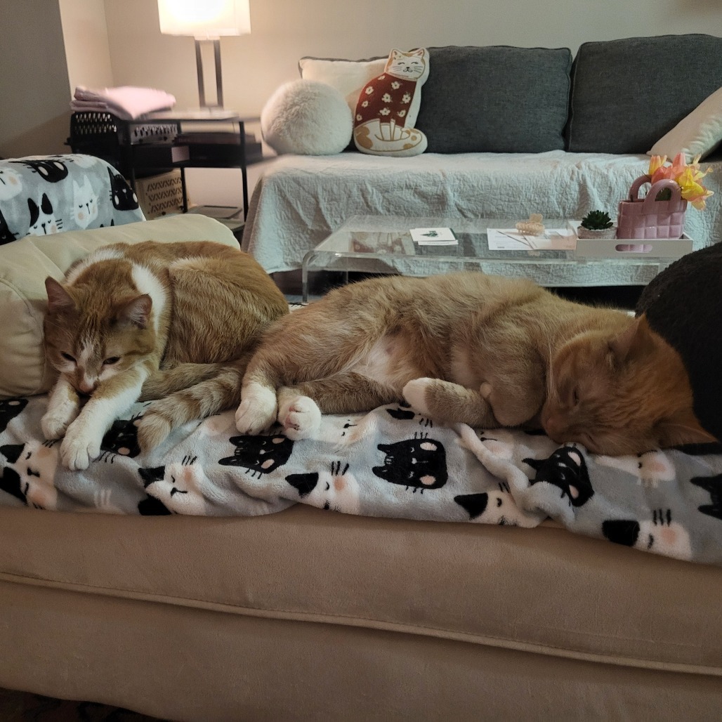 Sammy & Shorty - We're a bonded pair!