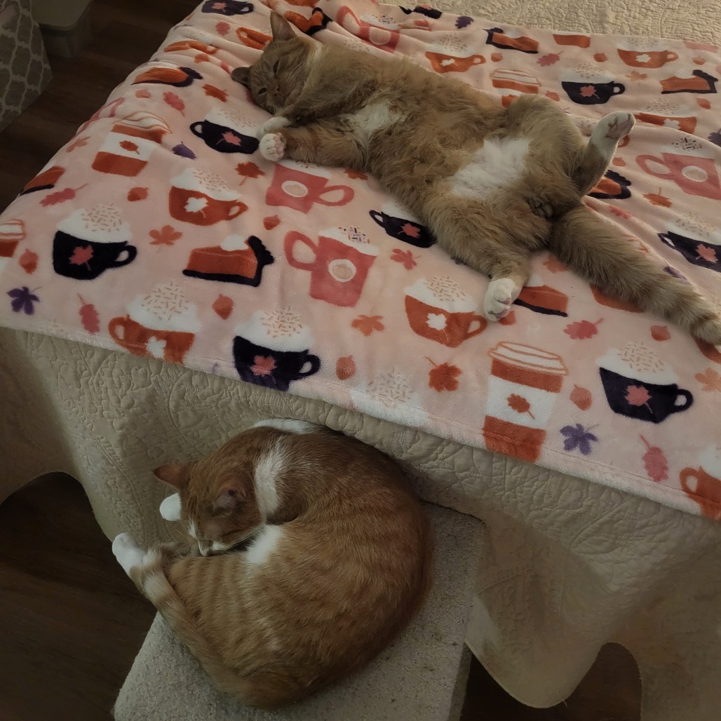 Sammy & Shorty - We're a bonded pair!
