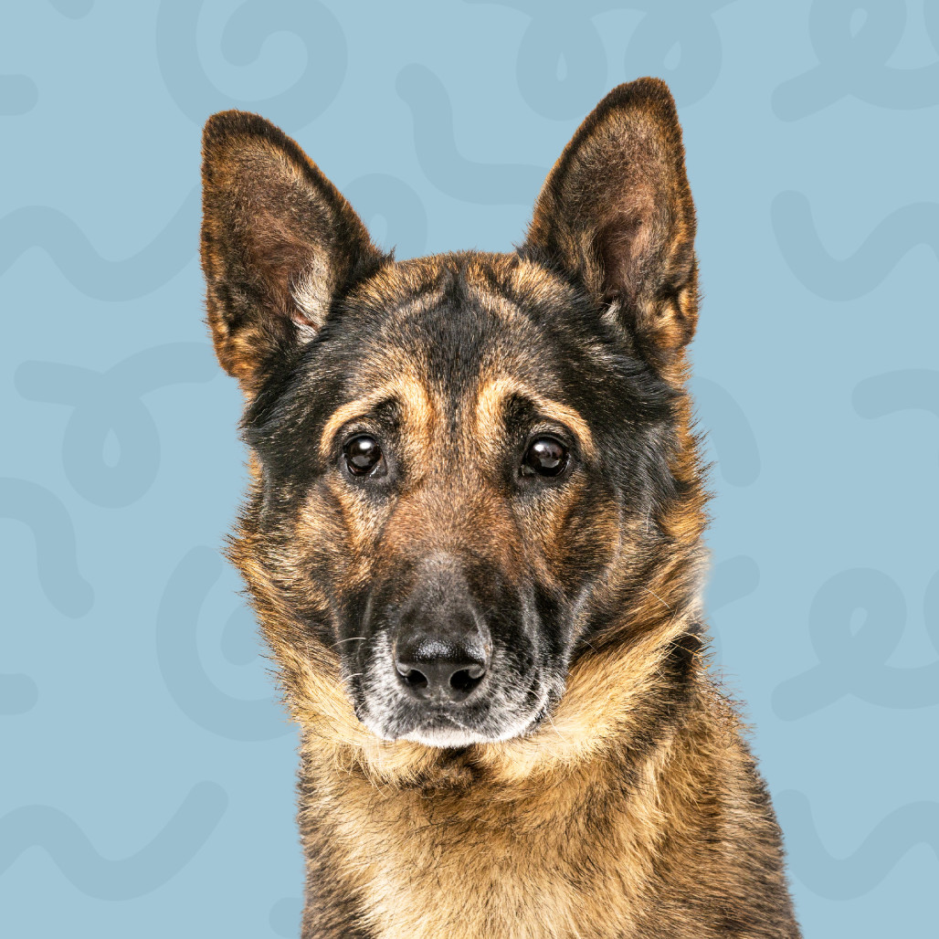 Cody, an adoptable German Shepherd Dog in Reno, NV, 89502 | Photo Image 1