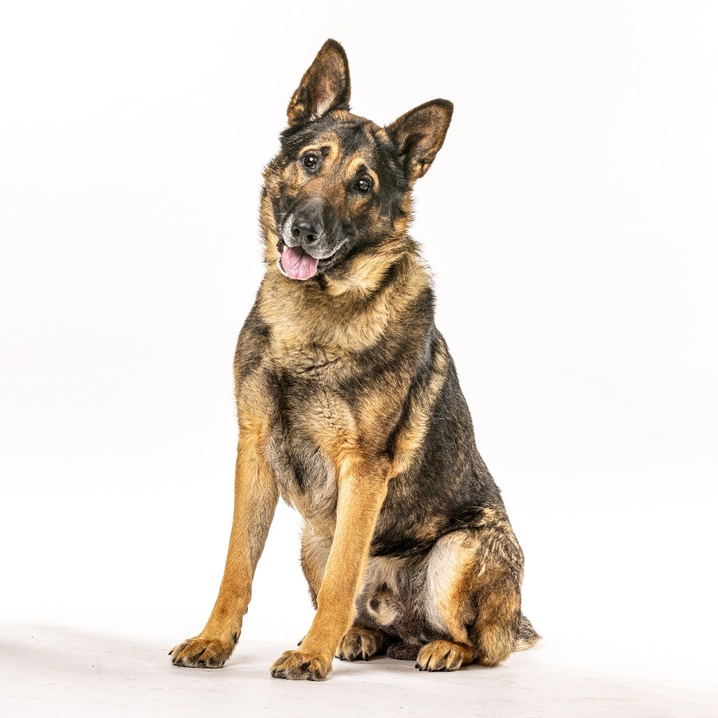 Cody, an adoptable German Shepherd Dog in Reno, NV, 89502 | Photo Image 2